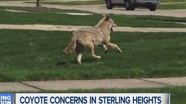 Coyote concerns in Sterling Heights