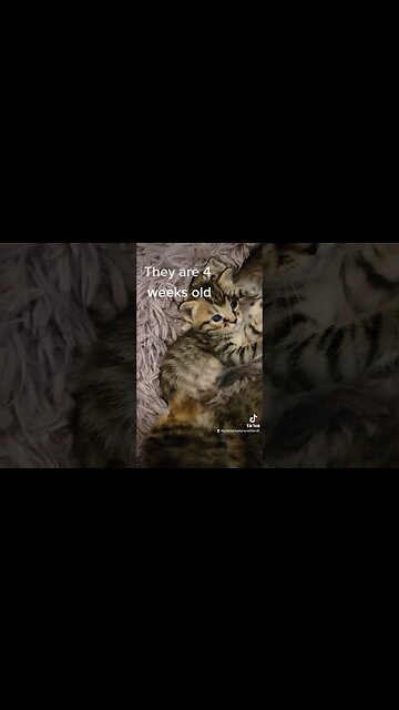 Rescue kittens 4 weeks old