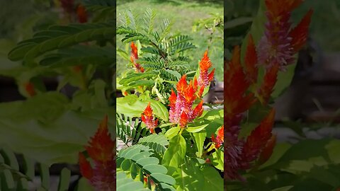 The garden fairies love planting amaranth next to my Tamarinds.