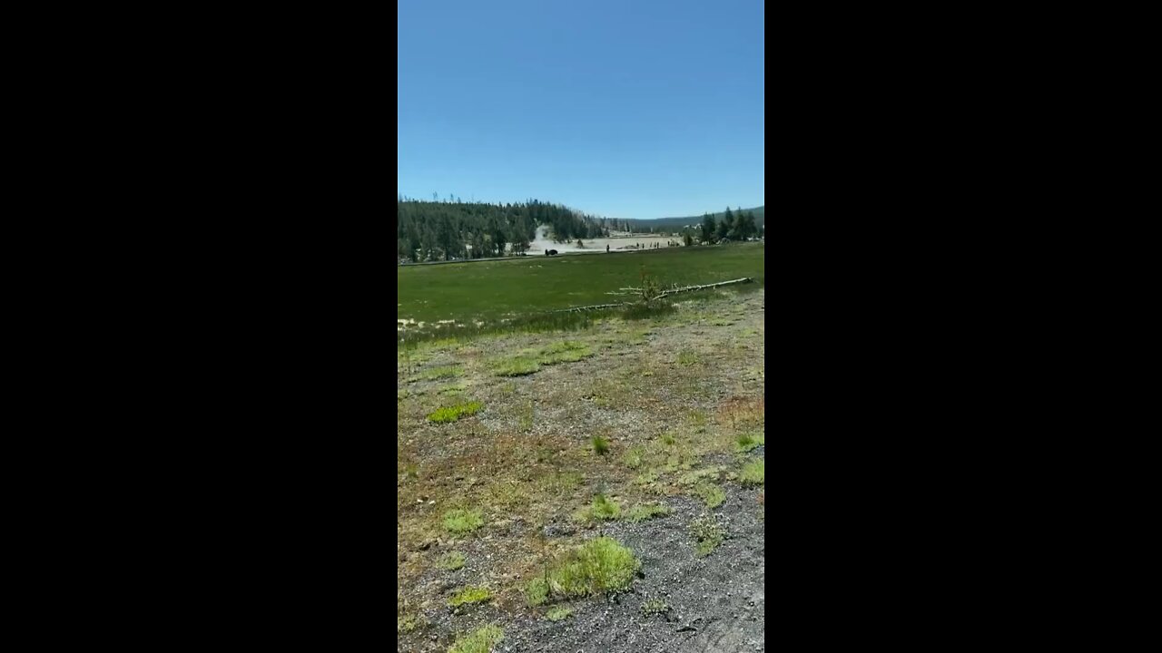 Bison attacks people who are too close