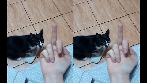 My cat is angry 🐱🐱 when I point my finger again😂😂🐱🐱🐱