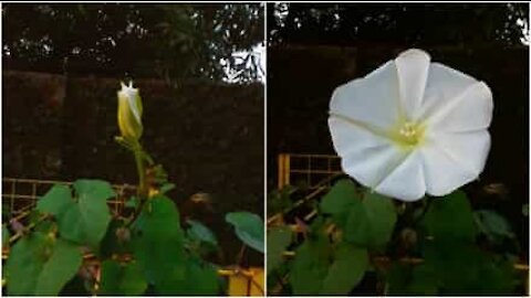 Tutta la meraviglia di un fiore che sboccia