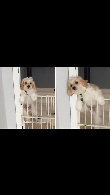 Athletic Cavapoo escapes the doggy pen to freedom