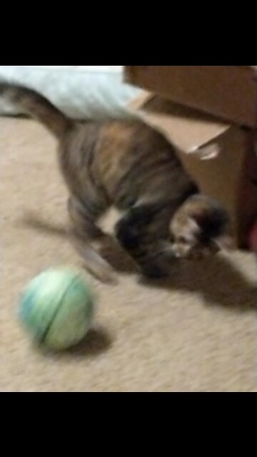 Cat that acts like a dog