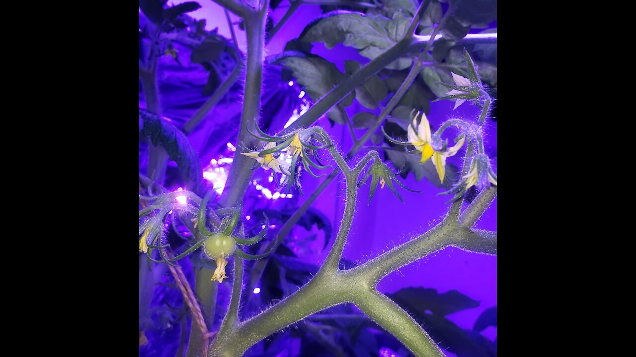 Update Full Size Tomato Indoor Hydroponics