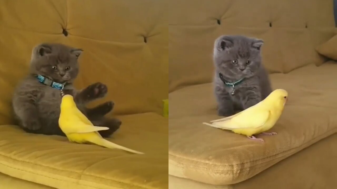 A beautiful bird taunts the cat. I dare you not to laugh