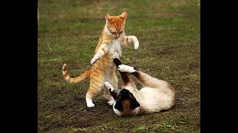 Cats and dog fight