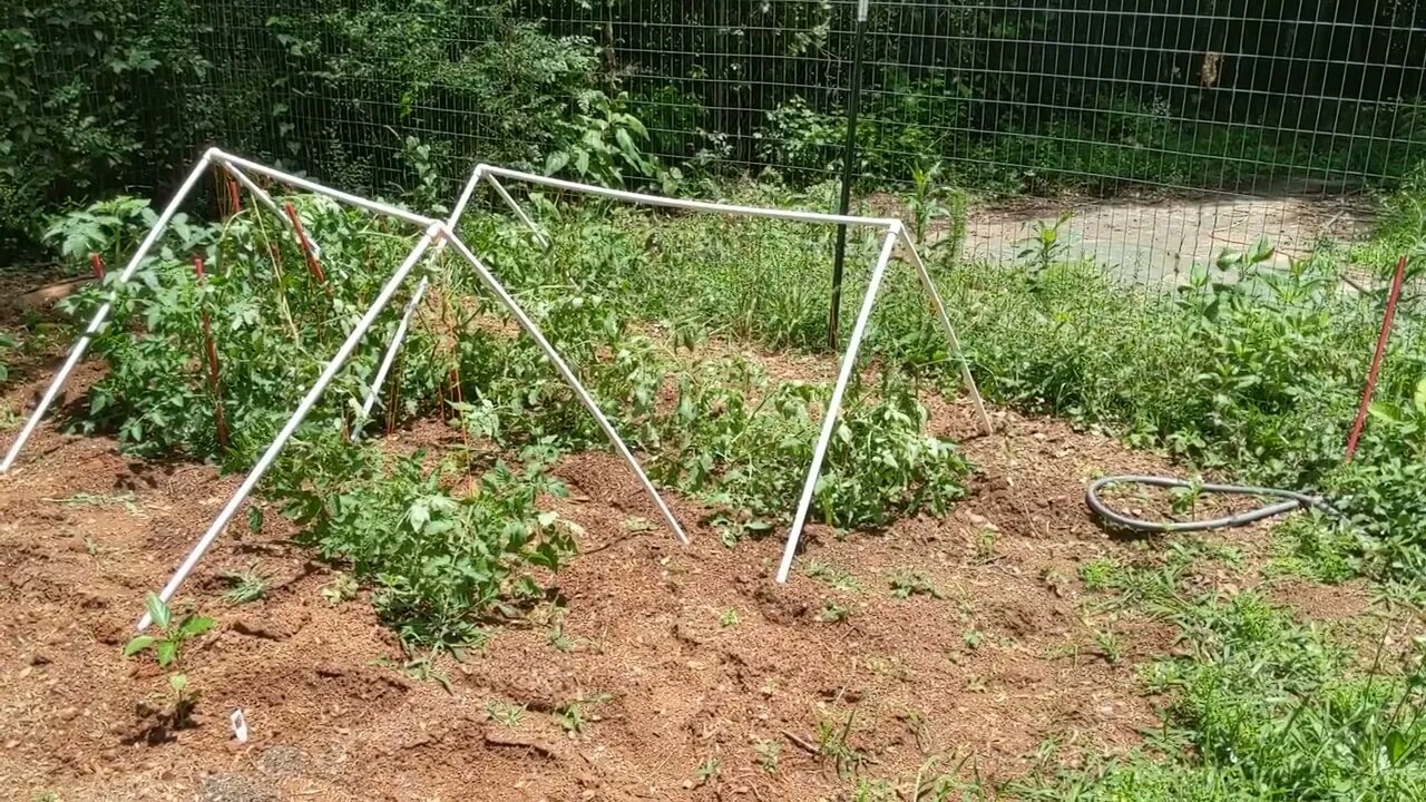 Memorial Day garden update, emergency trellises