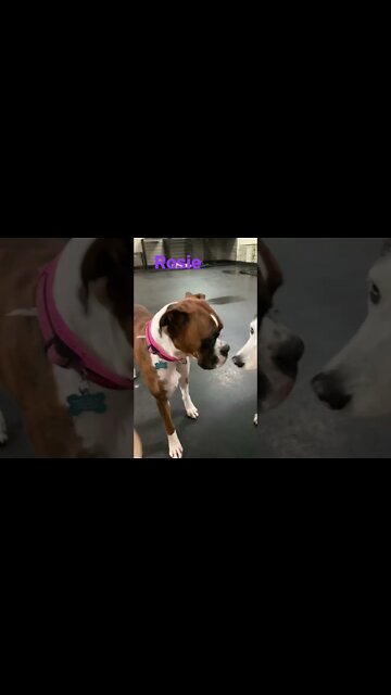 [Shorts 0140] ROSIE [#dogs #doggos #doggies #puppies #dogdaycare]