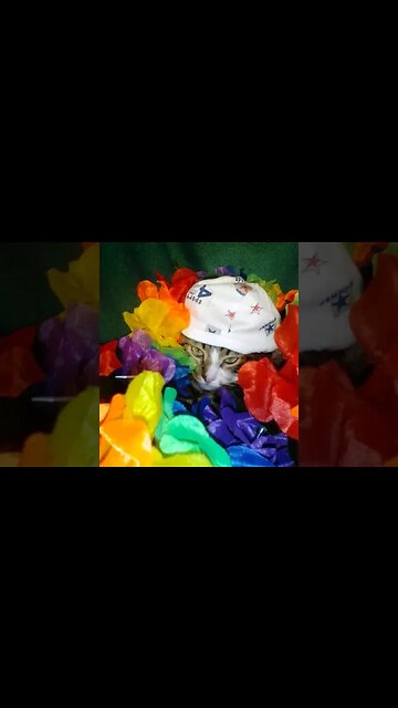 The Cat Hid, I Can't Find the Cat #shorts