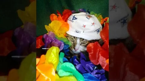 The Cat Hid, I Can't Find the Cat #shorts