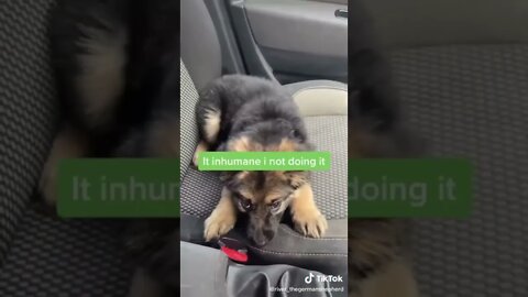 The Best Dog Videos!