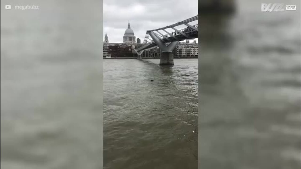 Un phoque repéré dans la Tamise à Londres