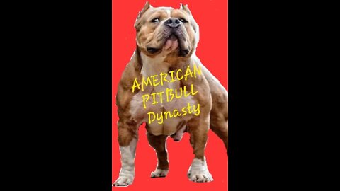 American pitbull dynasty