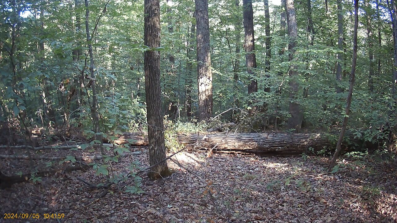 Late summer deer scouting