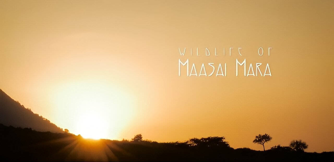 Wildlife Of Massai Mara 4k