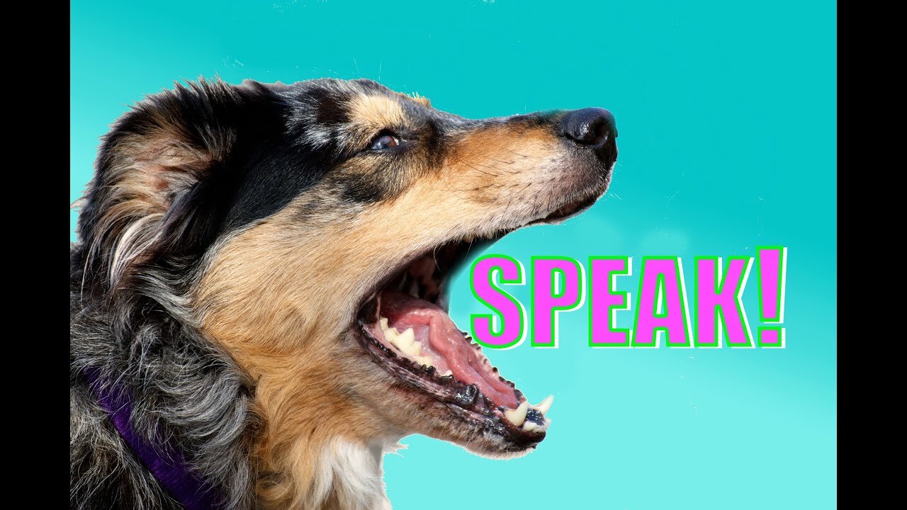 HOW TO TRAIN YOUR DOG TO SPEAK!!