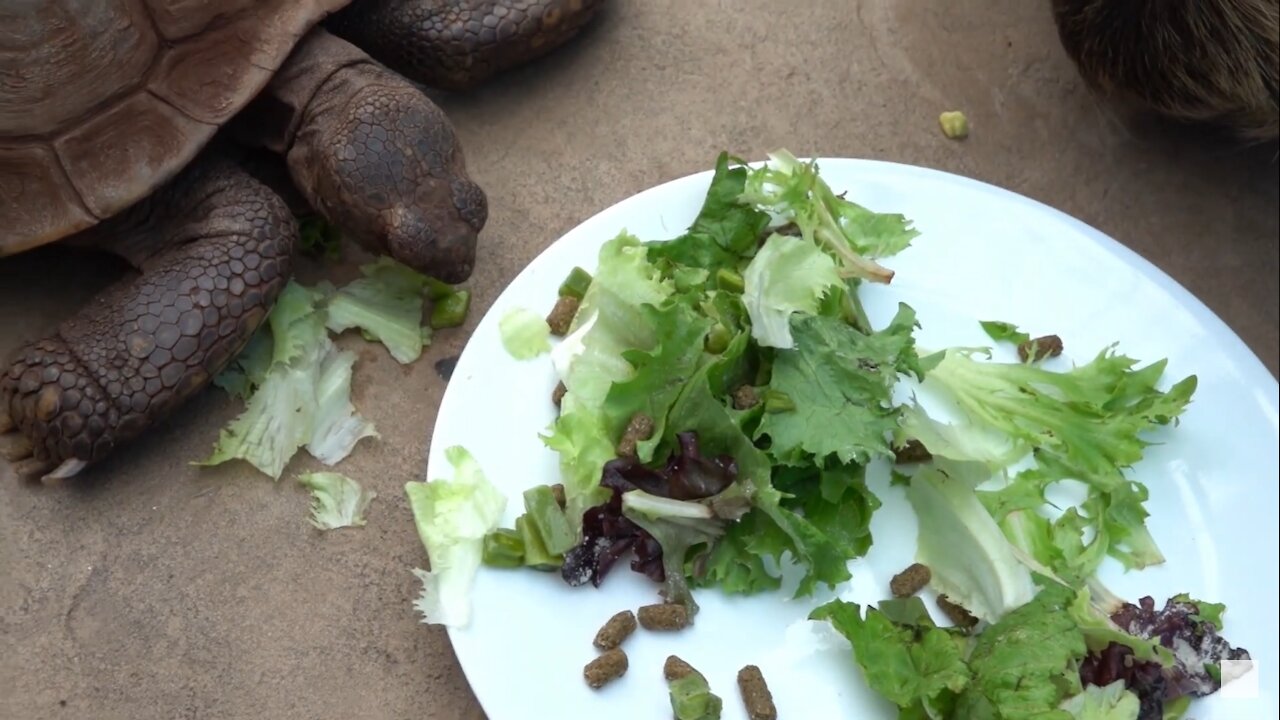 Sloth vs. Tortoise Eating Contest