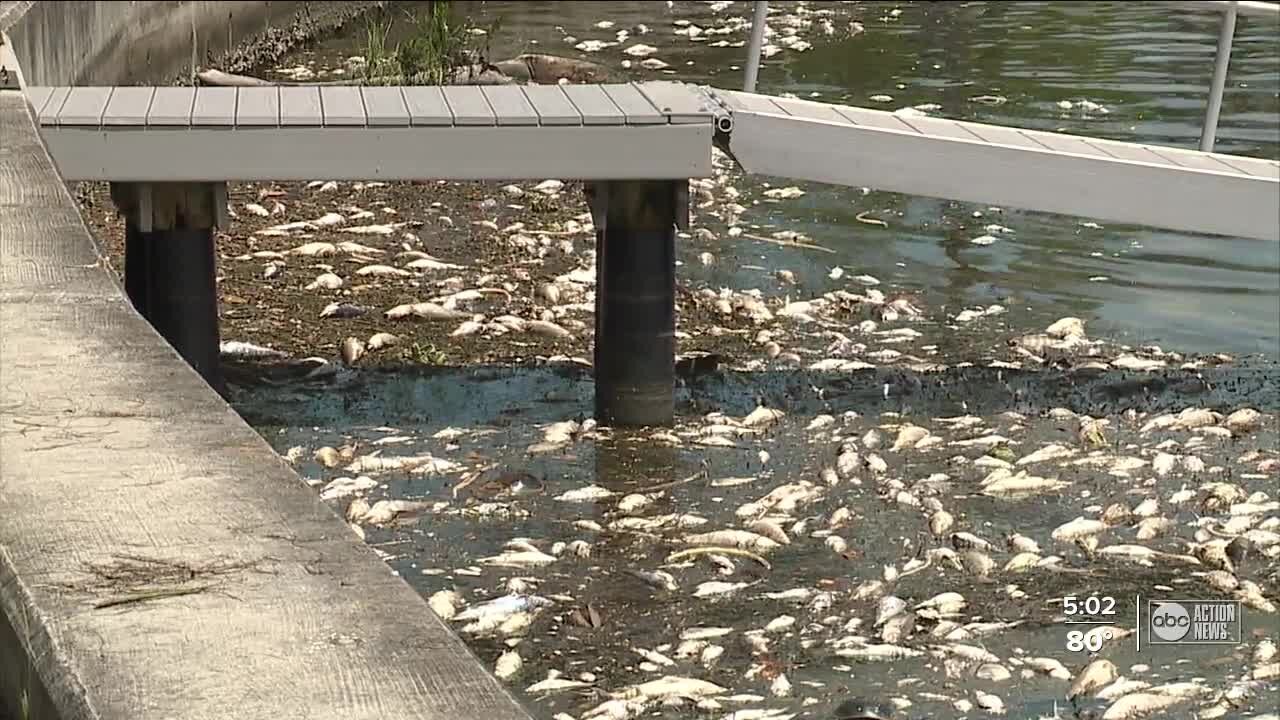 St. Pete leaders beg for state help with overwhelming red tide cleanup