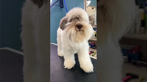 Amazing Schnauzer Groom!😍