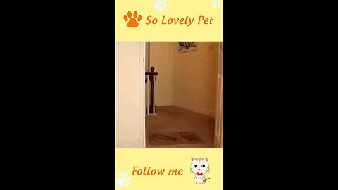 Funny animals 😋😎😎funny moments 😃😋☺