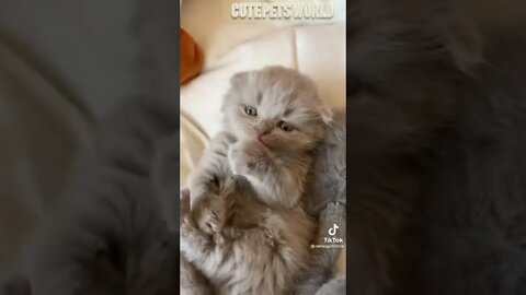 Cute and funny cat videos/#kitten #cat #kitty #funny kitten #funnycat #trending #shorts #tiktok (1)