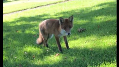 Injured fox approaches people in the hope of food