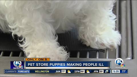 Pet store puppies making people ill