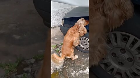 #dogshow , #animals , #dogs , #shorts