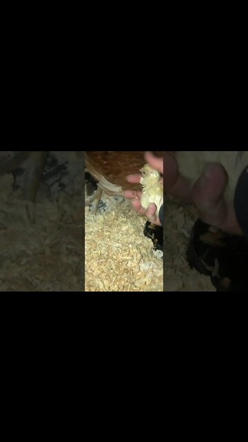 Checking on newly hatch chicks