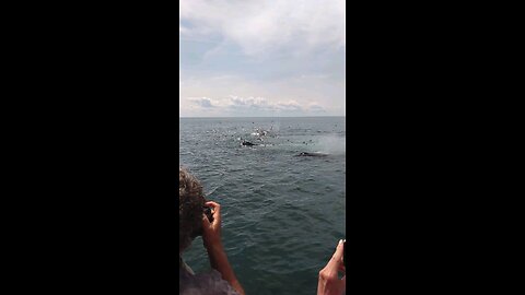 Whales working together to feed