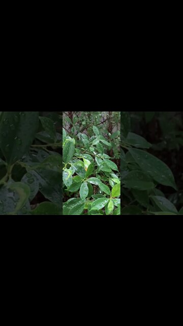 Nature sounds for the healing. Do you feel it?