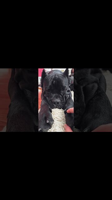 DON'T WAKE The Sleeping BEAR #shorts #cutedog #dog