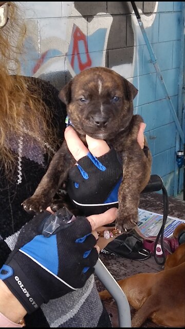 Red, blue nose brindle pit. German shepherd wolf , Akita.