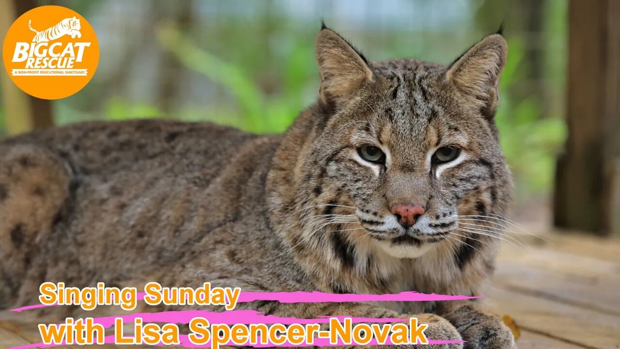 It’s time for Singing Sunday w/ Lisa & Carole at Big Cat Rescue singing to Shiloh bobcat! 09 10 2023