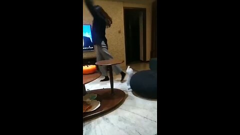 #41. Cat Dance
