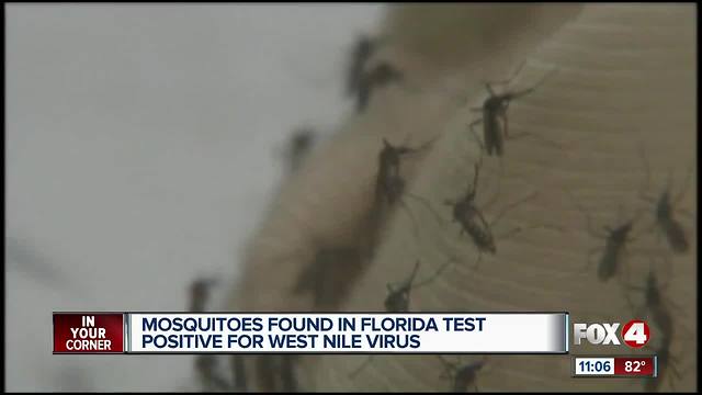 Mosquitoes found in Florida test positive for west nile virus