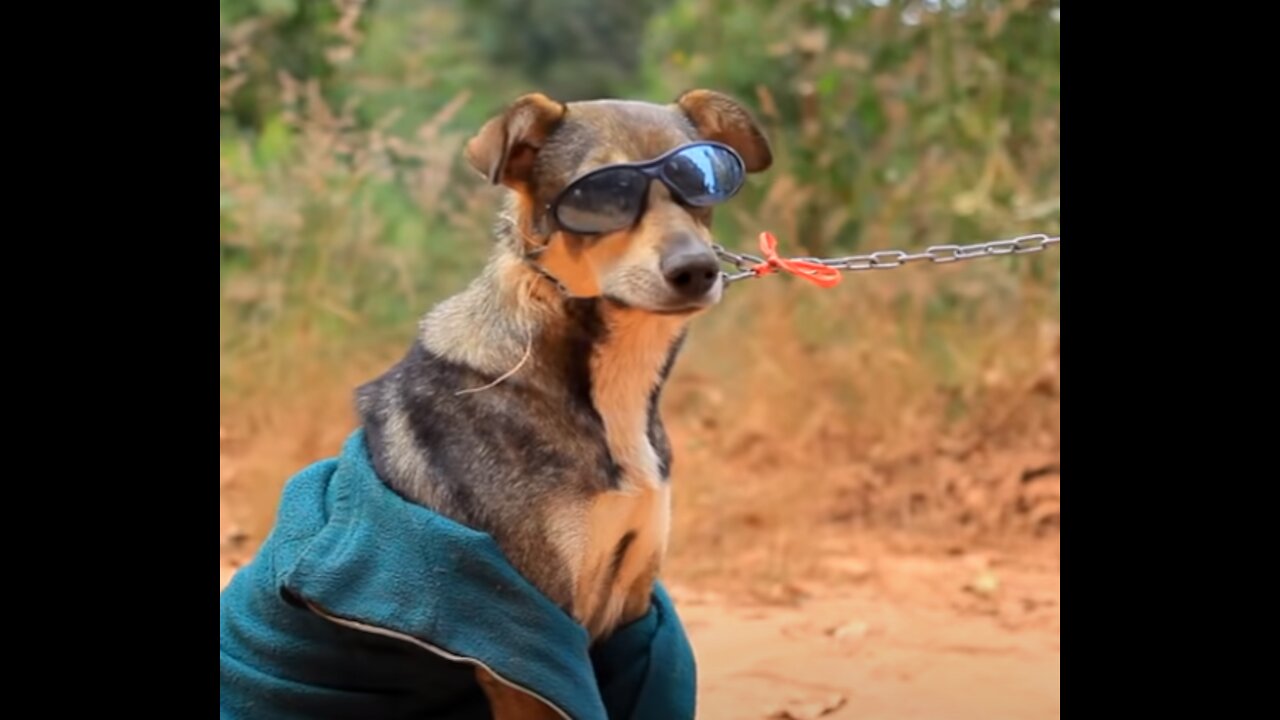 Try Not To Laugh - Dog Got Drip!