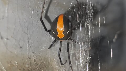 Beautiful redback spider