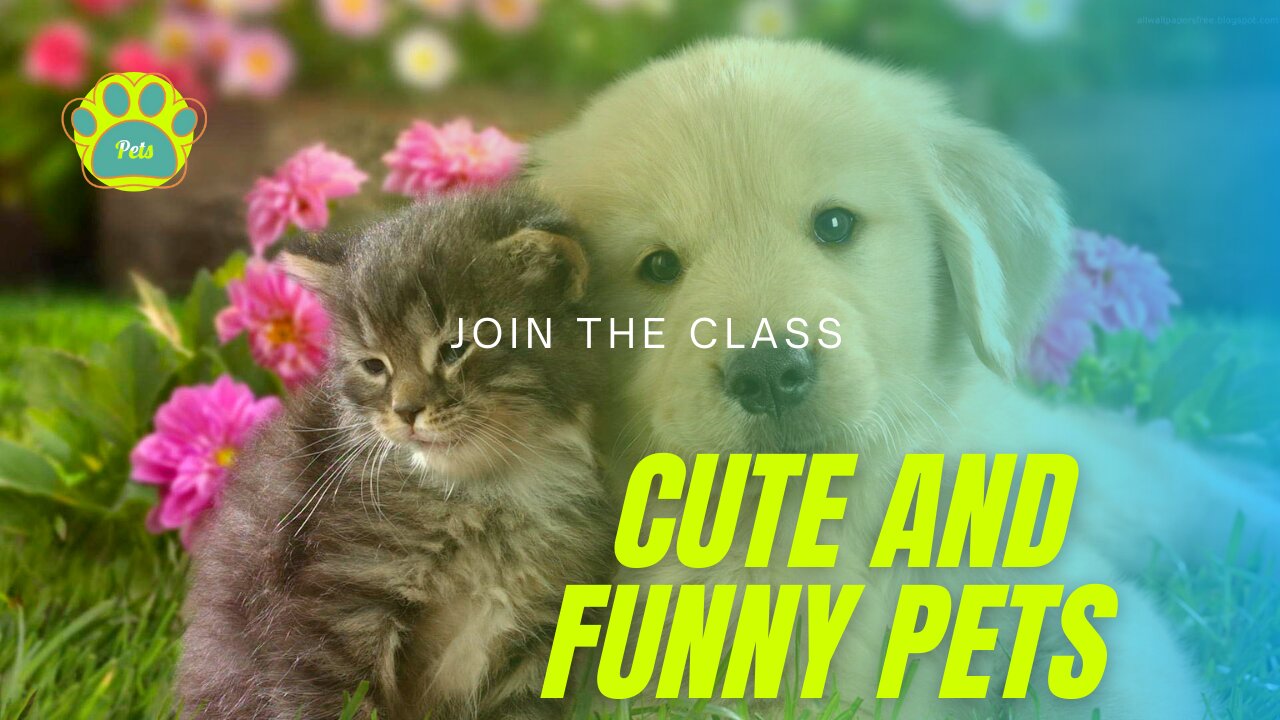 💗Cute And Funny Pets | Try Not To Laugh To These Pets Compilation💗 2021