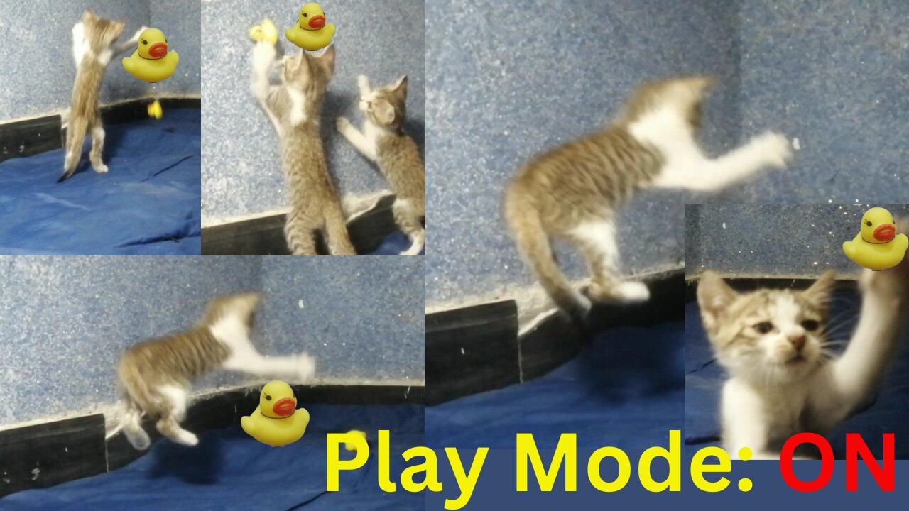 Cute Kittens Playing, Satisfying