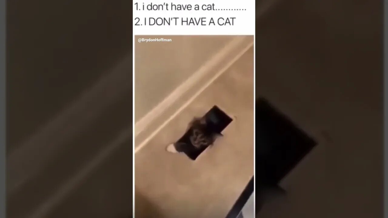 Funny Cat Meme 😂 pt.13 #shorts