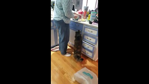 Talking cat begs with Grace