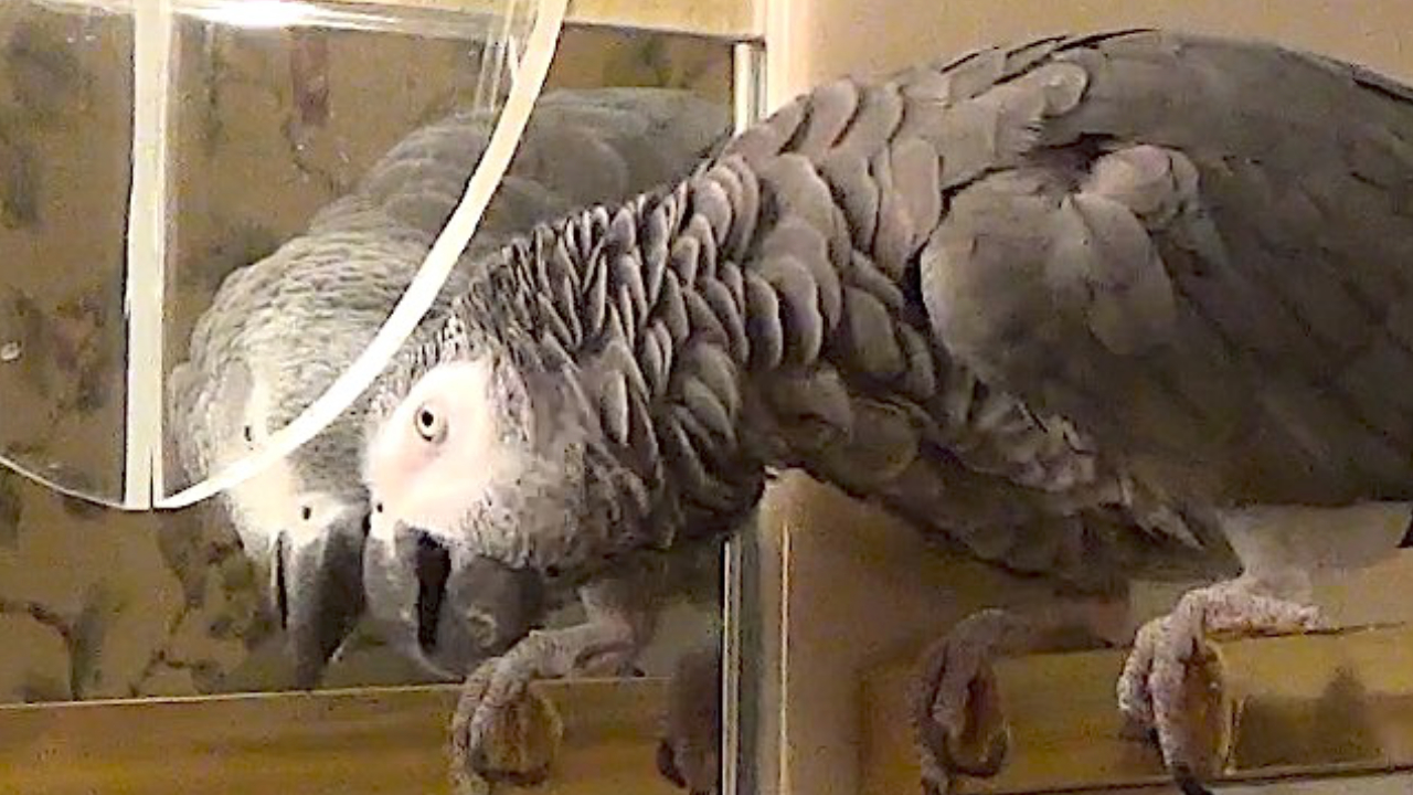 Flirty parrot really wants to go cuddle