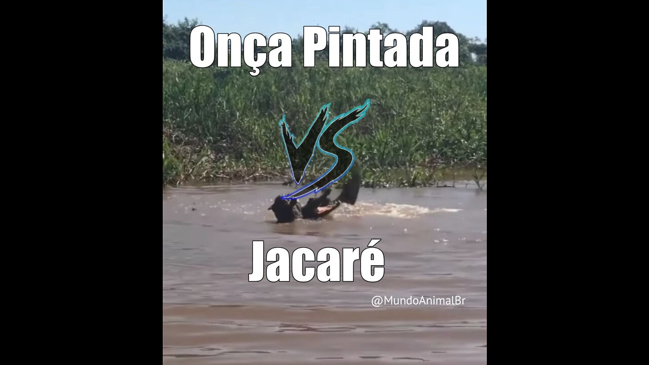 Onça Pintada vs Jacaré