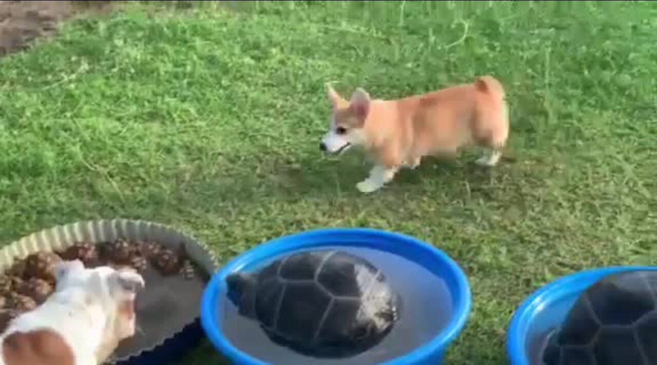 Jealous Corgi Barks At Turtles In His Swimming Pool