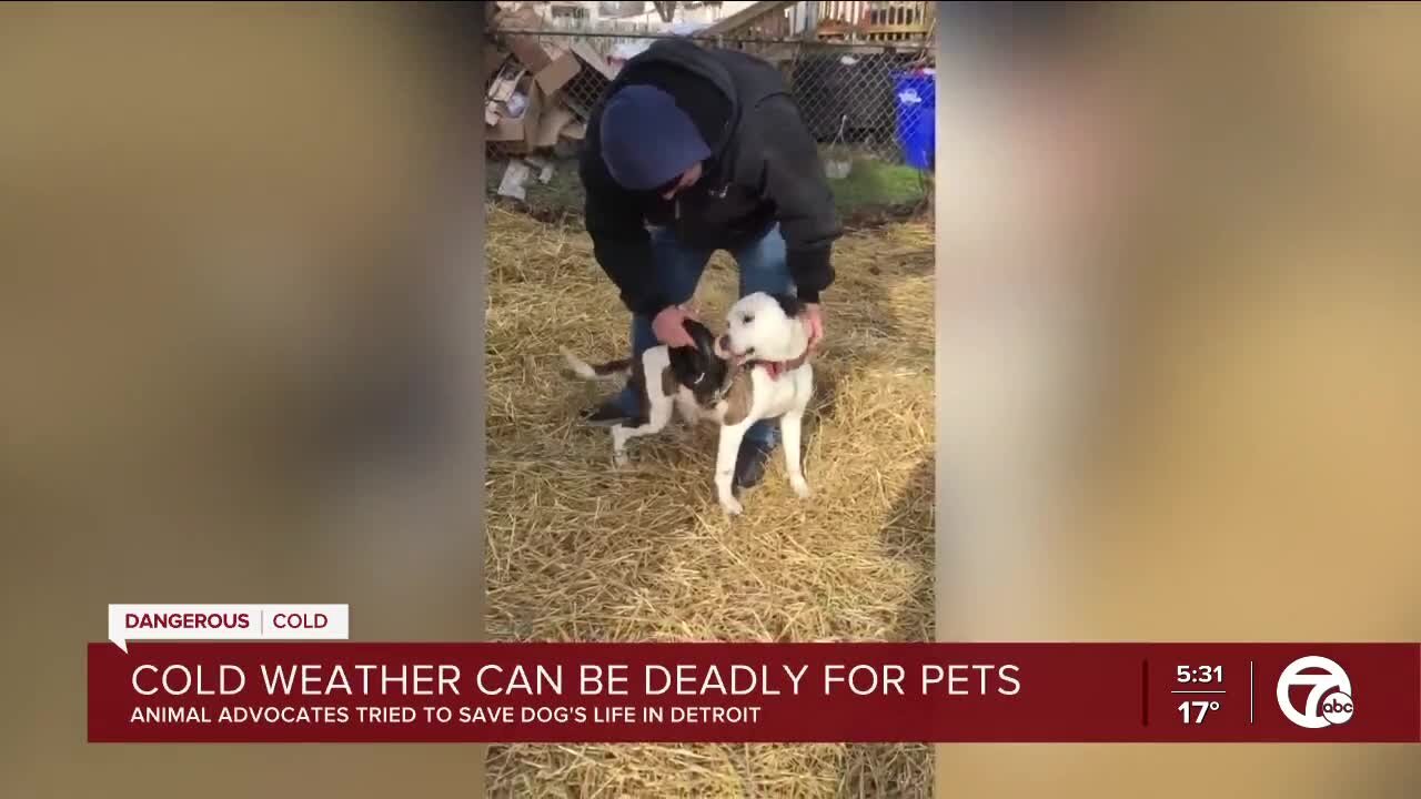 Cold weather can be deadly for pets