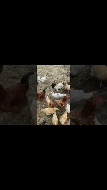 The Poultry Take Over