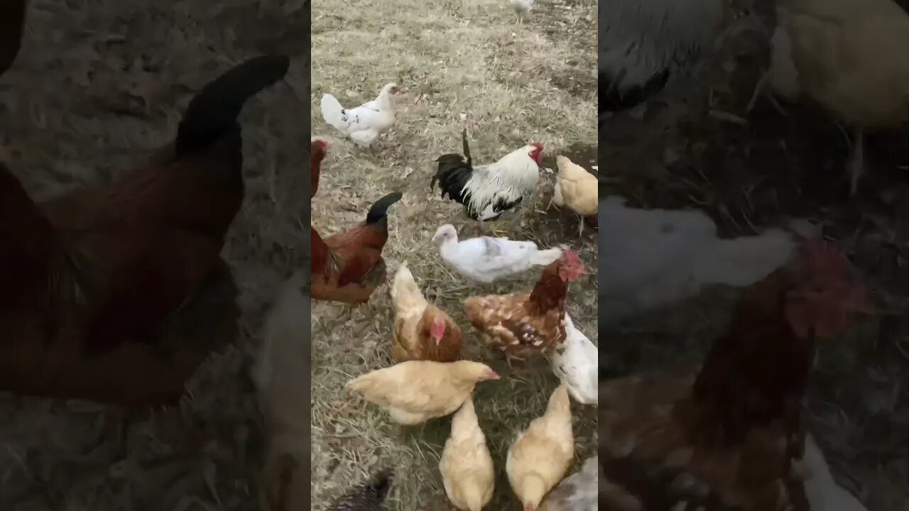 The Poultry Take Over