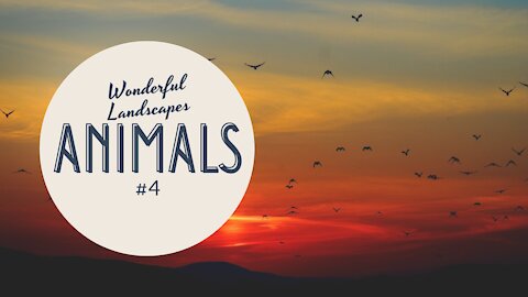 Wonderful Landscapes #4